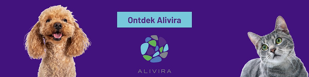 Dier, Hond, Zoogdier, Huisdier, Kat